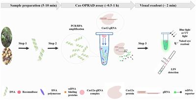 Cas-OPRAD: a one-pot RPA/PCR CRISPR/Cas12 assay for on-site Phytophthora root rot detection